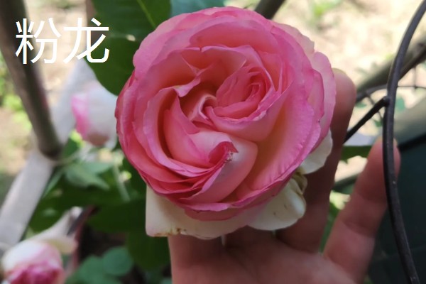 藤本月季和蔷薇花有什么区别，花型、叶片等方面都不同