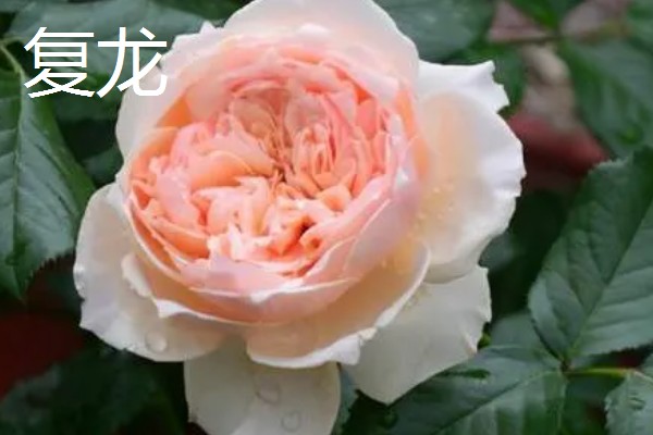 藤本月季和蔷薇花有什么区别，花型、叶片等方面都不同