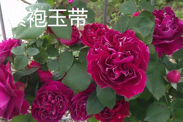 藤本月季和蔷薇花有什么区别，花型、叶片等方面都不同