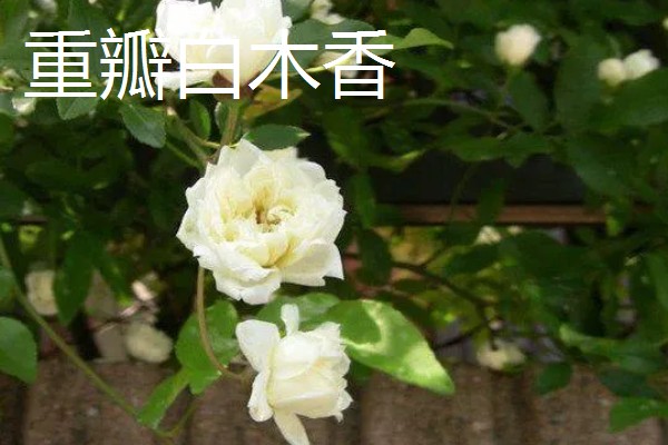 藤本月季和蔷薇花有什么区别，花型、叶片等方面都不同