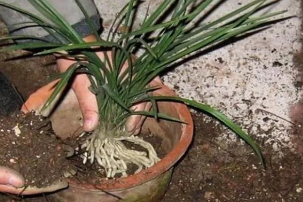 植物水培怎么变土培，取出植株经过消毒再栽入土壤中