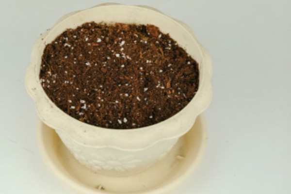 植物水培怎么变土培，取出植株经过消毒再栽入土壤中