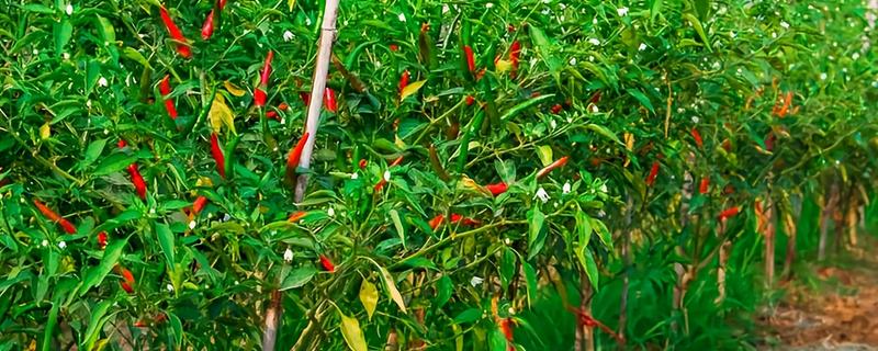 辣椒种植的水分管理,幼苗期遵循见干见湿原则浇水