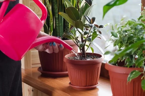 植物水培怎么变土培，取出植株经过消毒再栽入土壤中