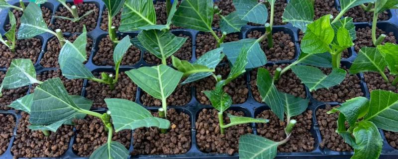 生根粉和多菌灵可以一起灌根吗，能一起灌根