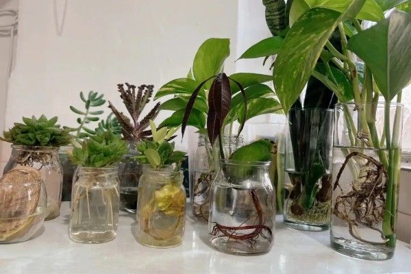 植物水培怎么变土培，取出植株经过消毒再栽入土壤中