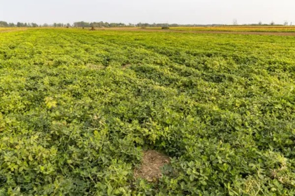 5月种花生多久可以熟,在8-10月份就可以成熟