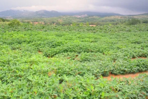 5月种花生多久可以熟,在8-10月份就可以成熟