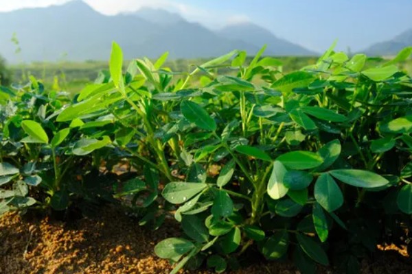 5月种花生多久可以熟,在8-10月份就可以成熟