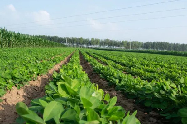 5月种花生多久可以熟,在8-10月份就可以成熟