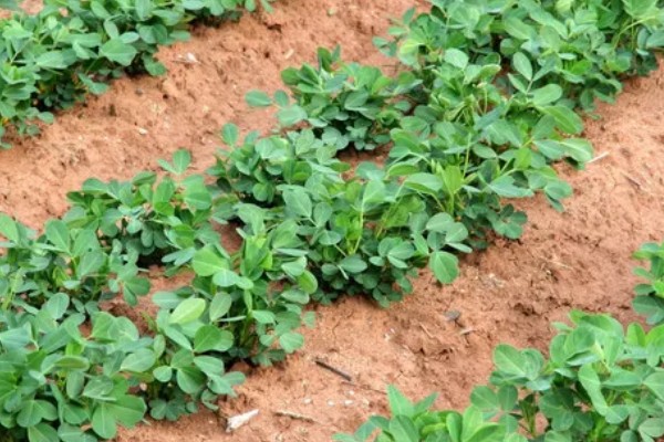 5月种花生多久可以熟,在8-10月份就可以成熟