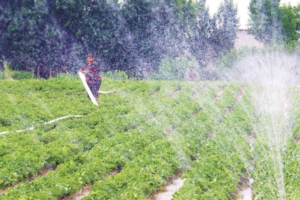 5月种花生多久可以熟,在8-10月份就可以成熟