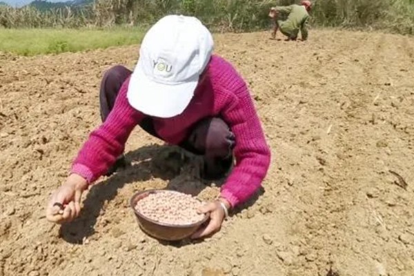 5月种花生多久可以熟,在8-10月份就可以成熟