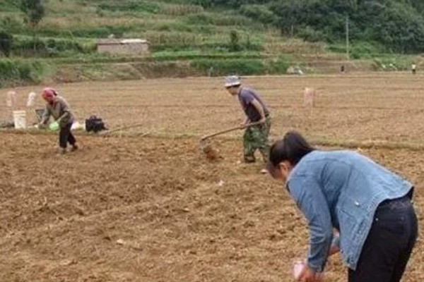 生姜如何种植,需防止连作