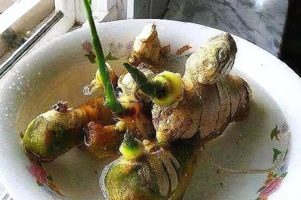 生姜如何种植,需防止连作