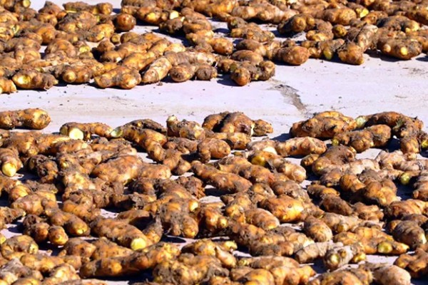 生姜如何种植,需防止连作