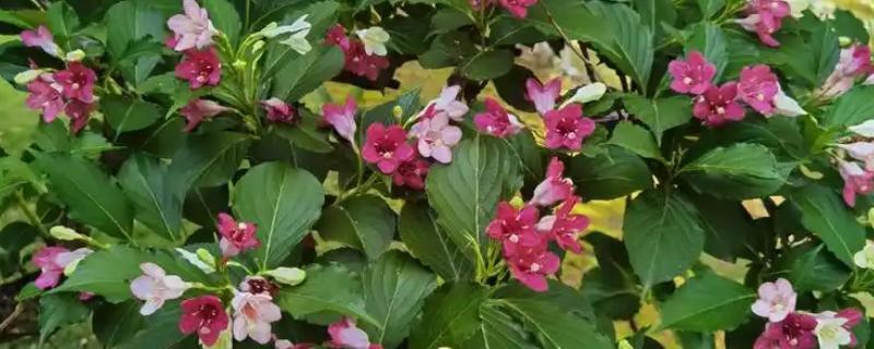 五色海棠的花语,寓意着美好的未来