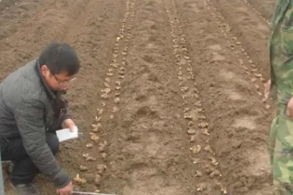 生姜如何种植,需防止连作