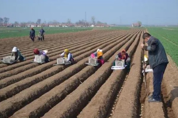 生姜如何种植,需防止连作