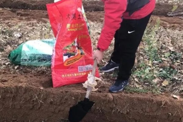 生姜如何种植,需防止连作