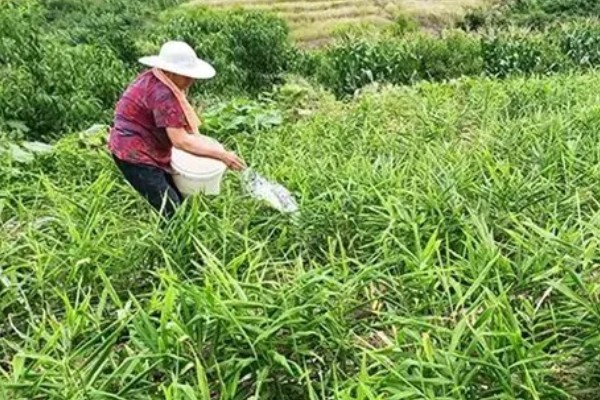 生姜如何种植,需防止连作
