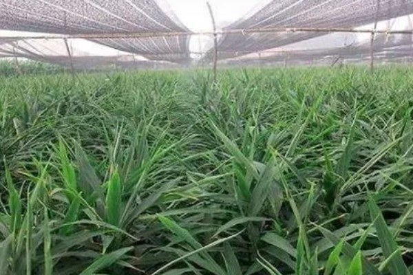 生姜如何种植,需防止连作