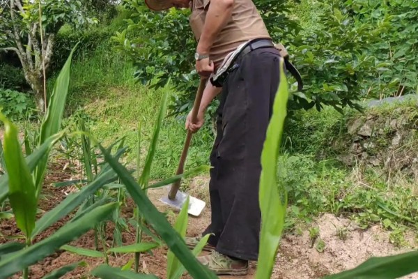 生姜如何种植,需防止连作