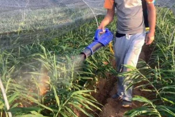 生姜如何种植,需防止连作