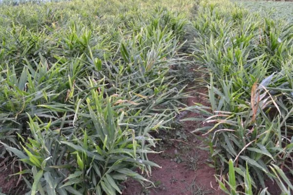 生姜如何种植,需防止连作