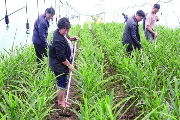 生姜如何种植,需防止连作