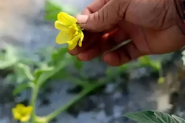 露天西瓜要人工授粉吗,通常需要人工授粉