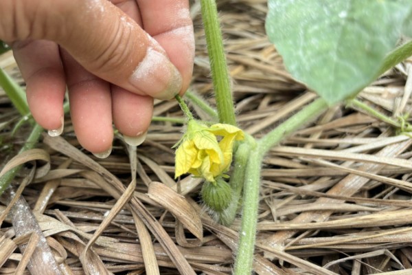露天西瓜要人工授粉吗,通常需要人工授粉