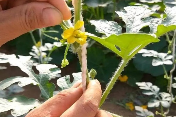 露天西瓜要人工授粉吗,通常需要人工授粉