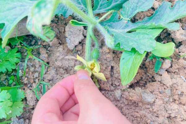 露天西瓜要人工授粉吗,通常需要人工授粉