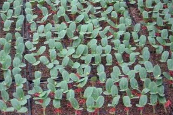 露天西瓜要人工授粉吗,通常需要人工授粉