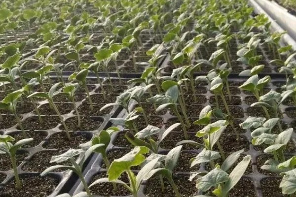 露天西瓜要人工授粉吗,通常需要人工授粉