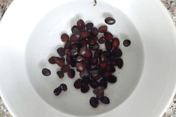 露天西瓜要人工授粉吗,通常需要人工授粉