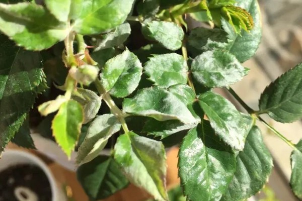 玫瑰花叶子上长白霜的原因,可能是发生了白粉病