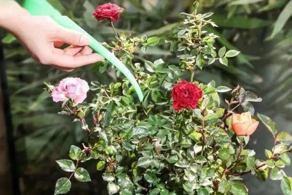 玫瑰花叶子上长白霜的原因,可能是发生了白粉病