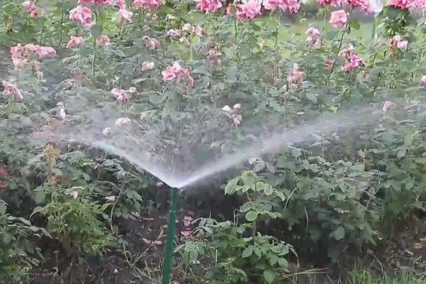 玫瑰花叶子上长白霜的原因,可能是发生了白粉病