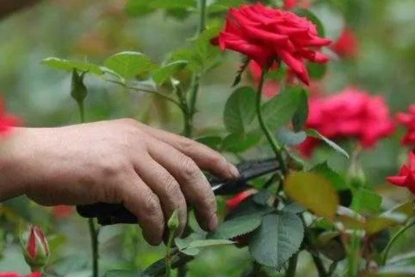 玫瑰花叶子上长白霜的原因,可能是发生了白粉病