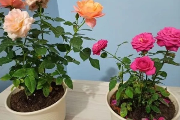 玫瑰花叶子上长白霜的原因,可能是发生了白粉病