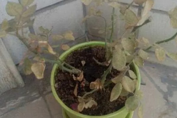 玫瑰花叶子上长白霜的原因,可能是发生了白粉病