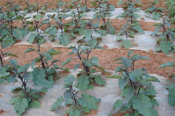 预防茄子病虫害的方法，选择2-3年未种植过茄科作物的地块