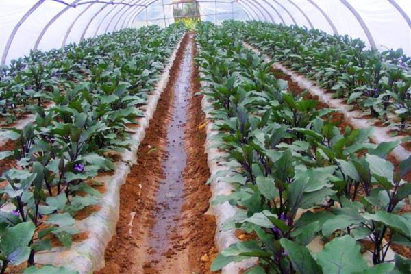 预防茄子病虫害的方法，选择2-3年未种植过茄科作物的地块