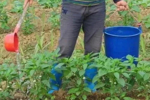 辣椒种植的水分管理,幼苗期遵循见干见湿原则浇水