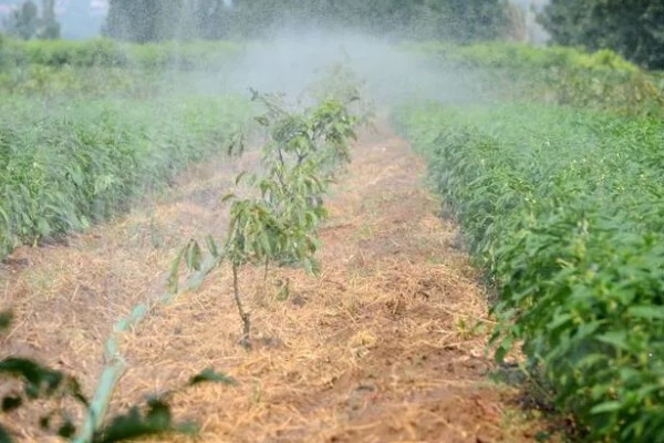 辣椒种植的水分管理,幼苗期遵循见干见湿原则浇水