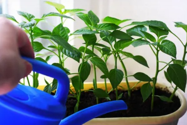 辣椒种植的水分管理,幼苗期遵循见干见湿原则浇水