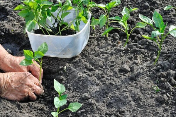 辣椒种植的水分管理,幼苗期遵循见干见湿原则浇水