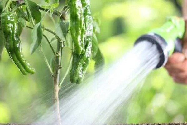 辣椒种植的水分管理,幼苗期遵循见干见湿原则浇水